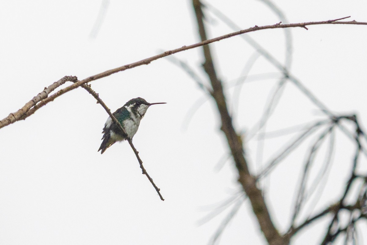 White-bellied Woodstar - ML638855089