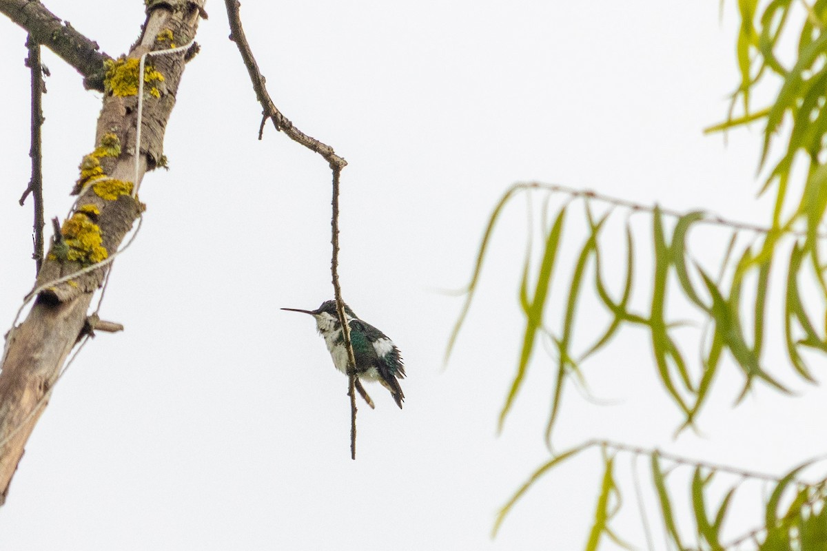 White-bellied Woodstar - ML638855090