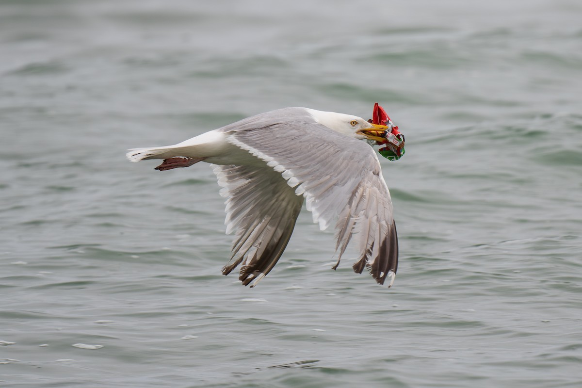 American Herring Gull - ML638855091