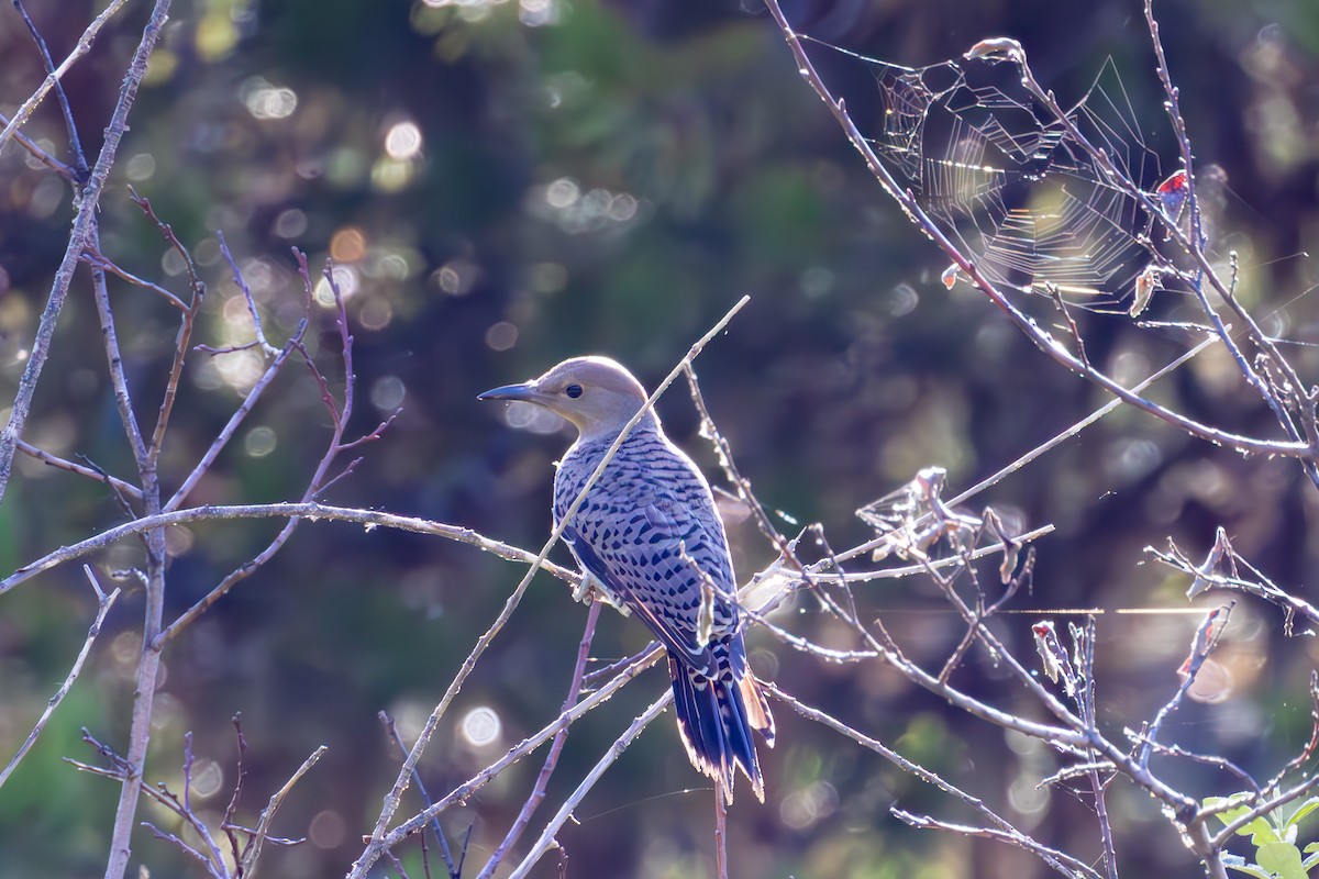 Northern Flicker - ML638855093