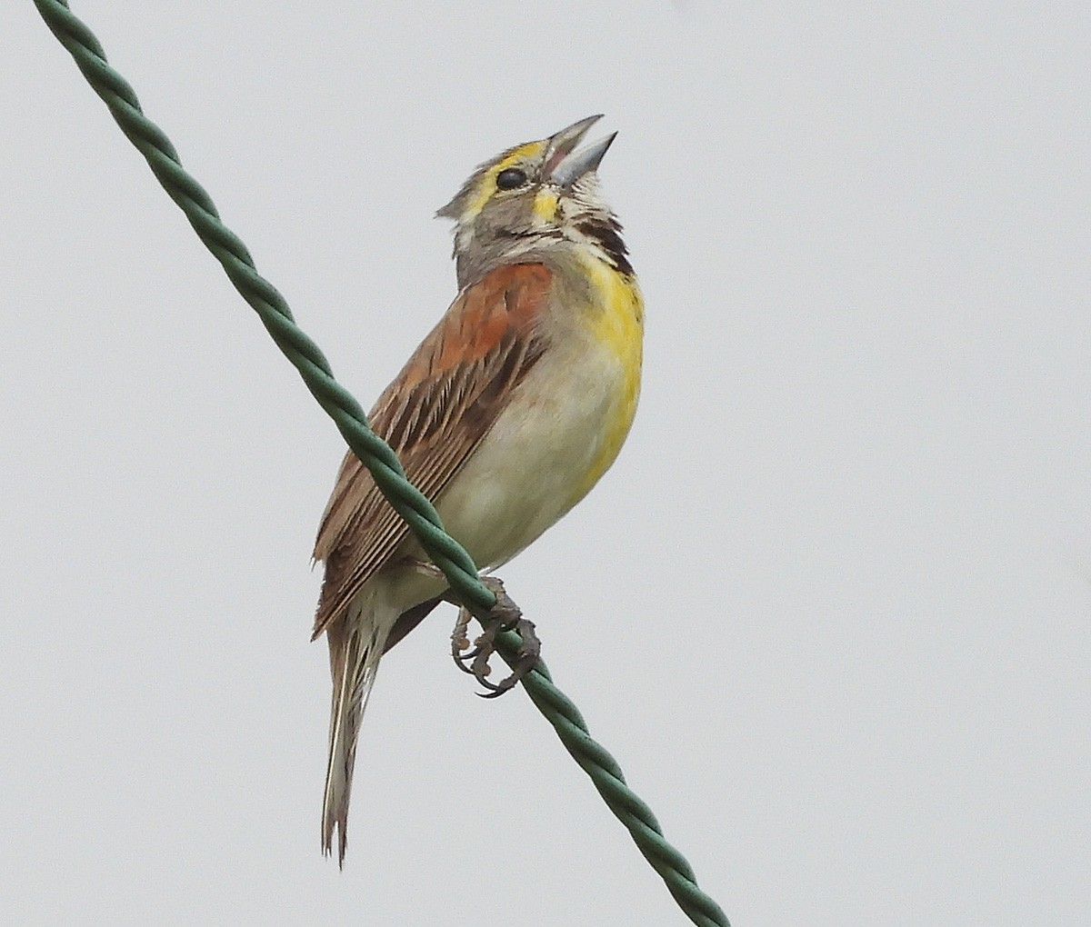 Dickcissel - ML638855094
