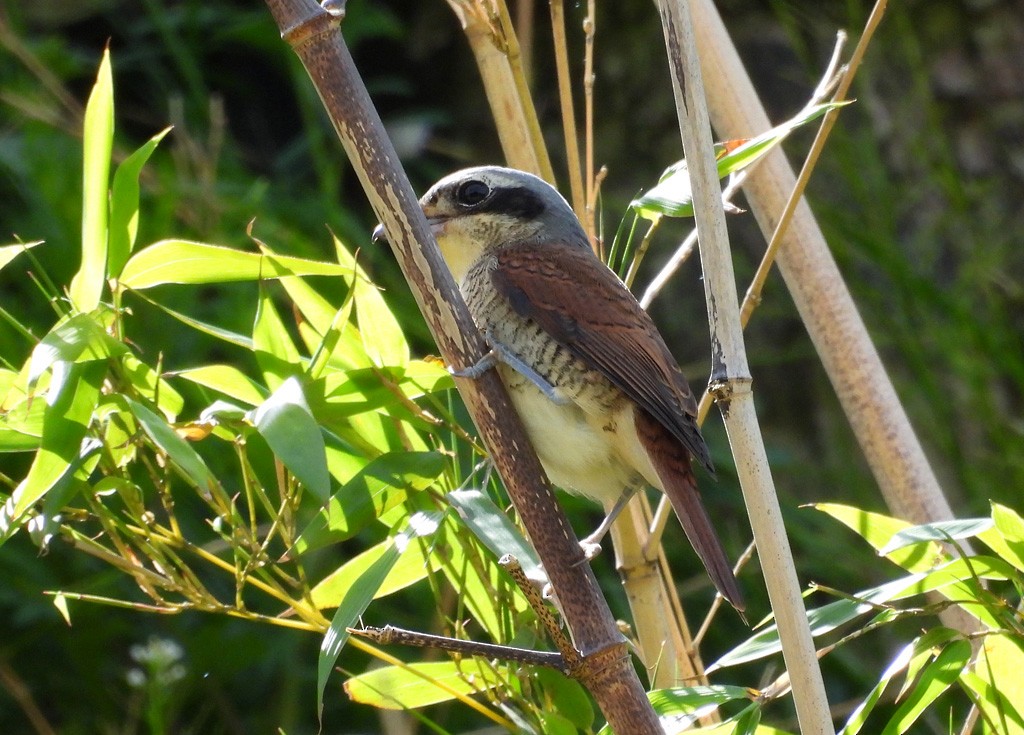 Tiger Shrike - ML638855095