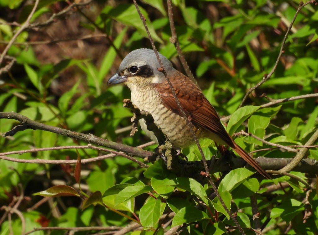Tiger Shrike - ML638855096