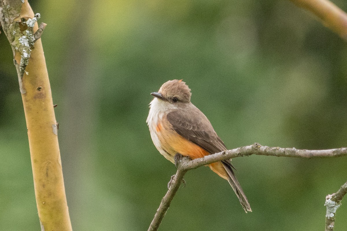 Vermilion Flycatcher - ML638855101