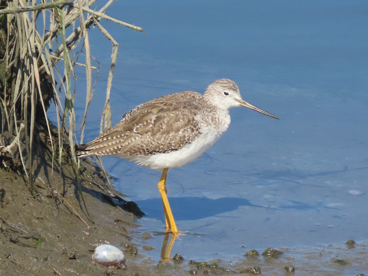 Greater Yellowlegs - ML638855102