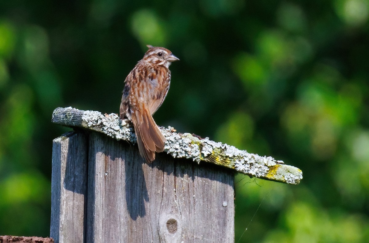 Song Sparrow - ML638855116