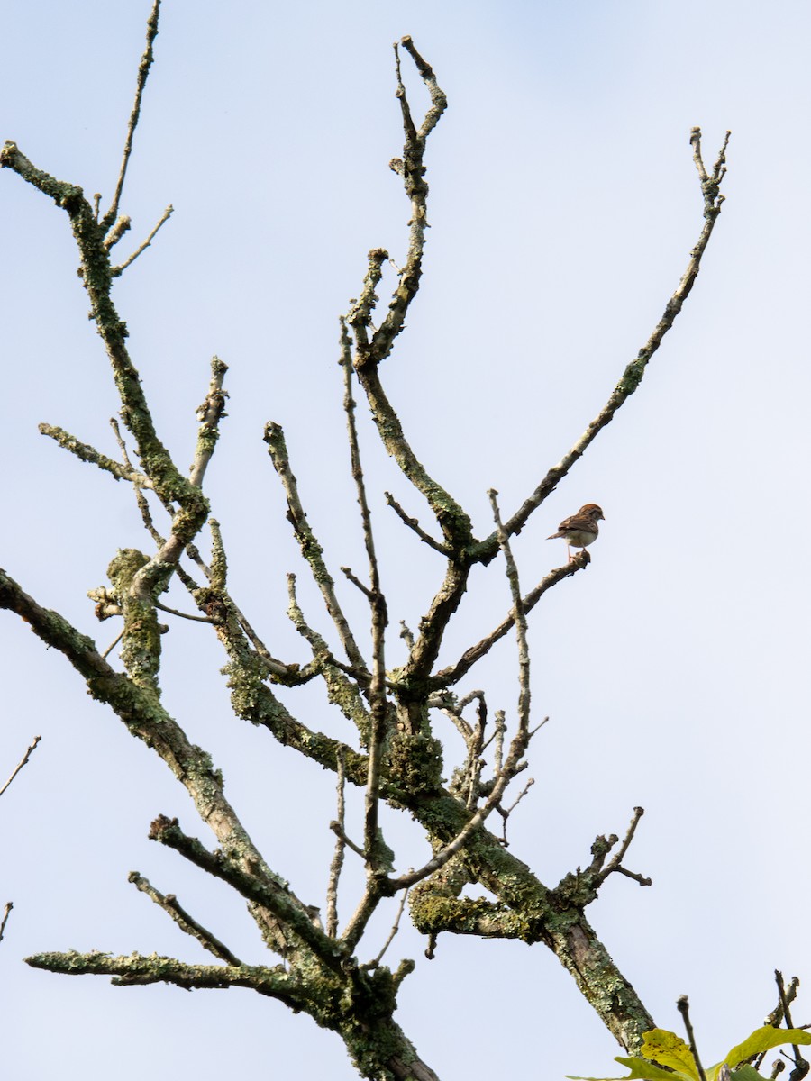 Chipping Sparrow - ML638855120