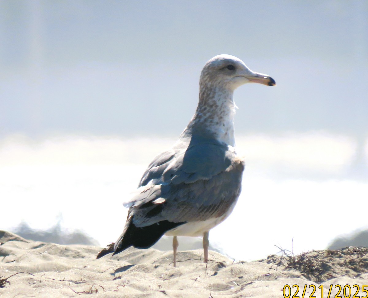 California Gull - ML638855122
