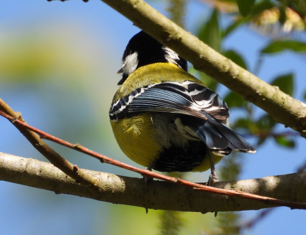 Green-backed Tit - ML638855123