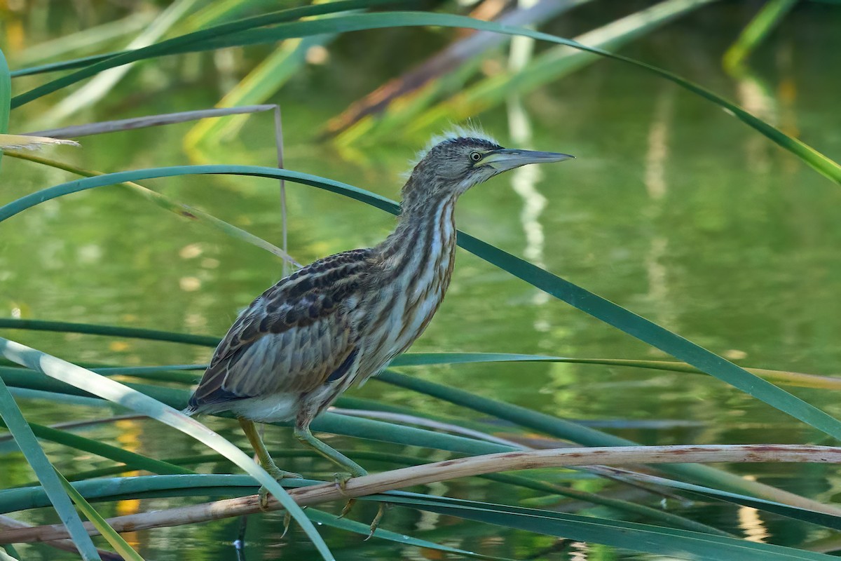 Little Bittern - ML638855143