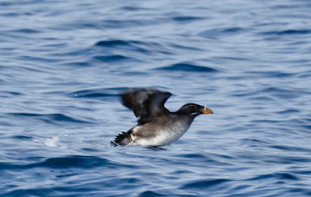Rhinoceros Auklet - ML638855174
