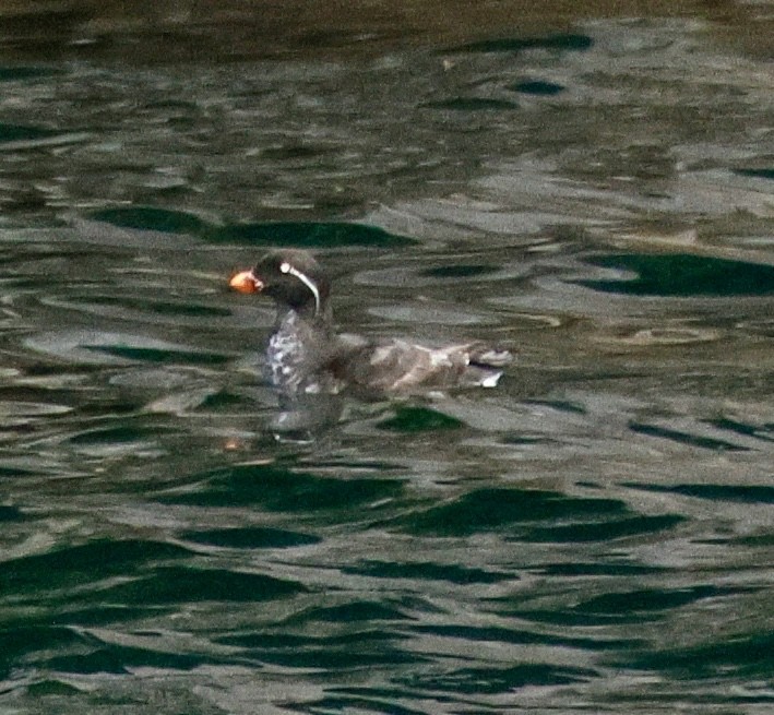 Parakeet Auklet - ML638855182