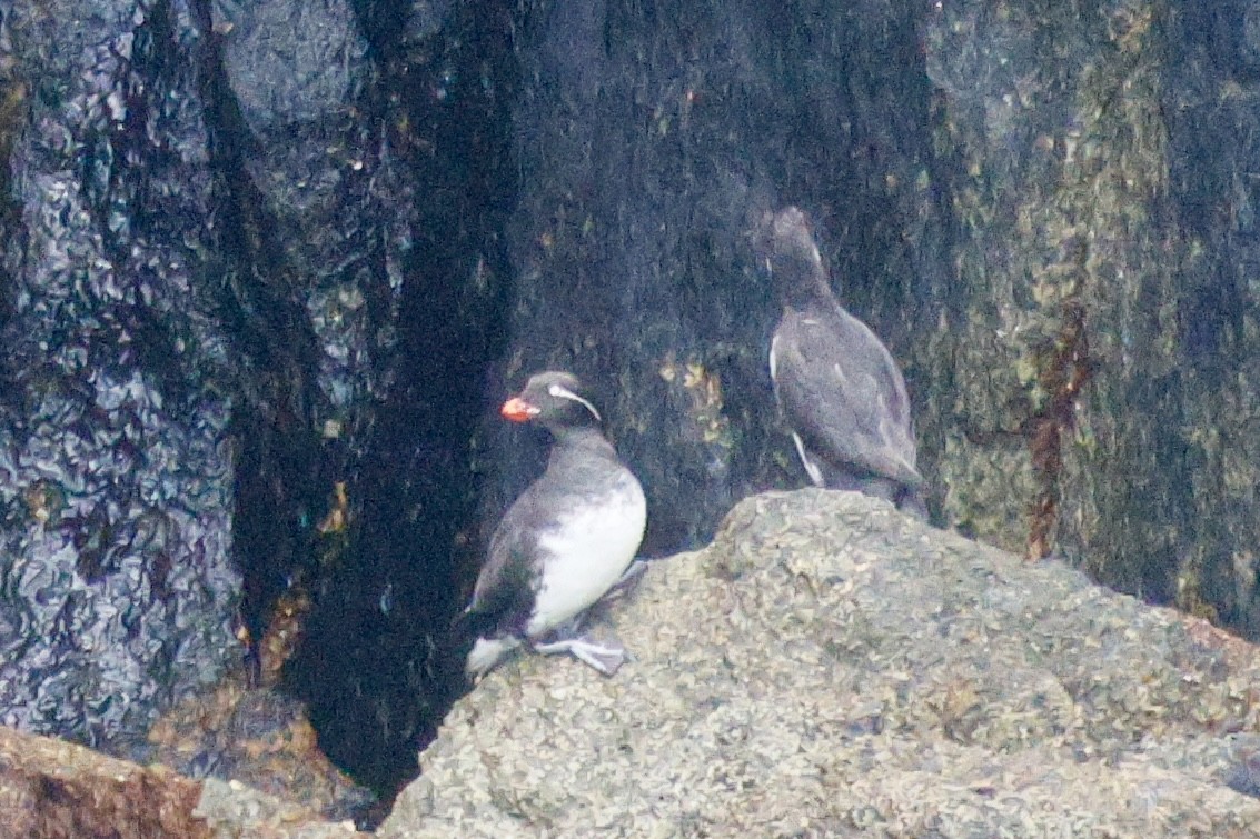 Parakeet Auklet - ML638855183