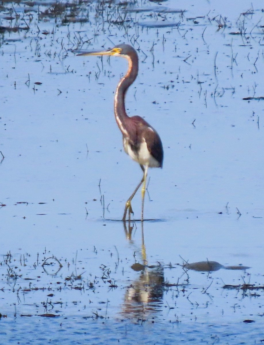 Tricolored Heron - ML638855207