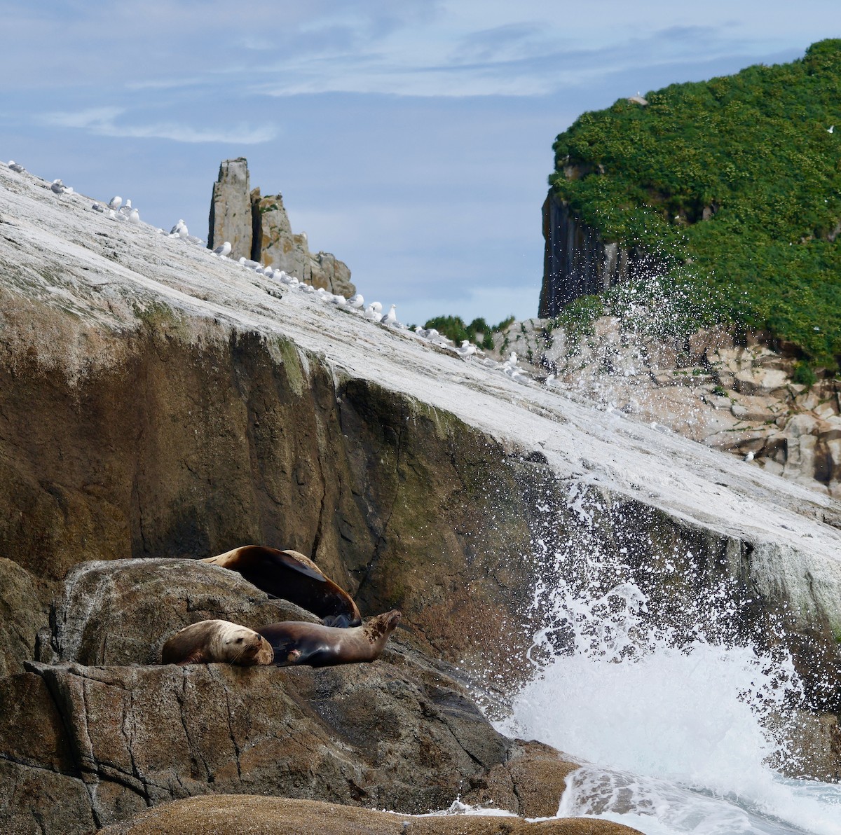 Steller Sea Lion - ML638855232