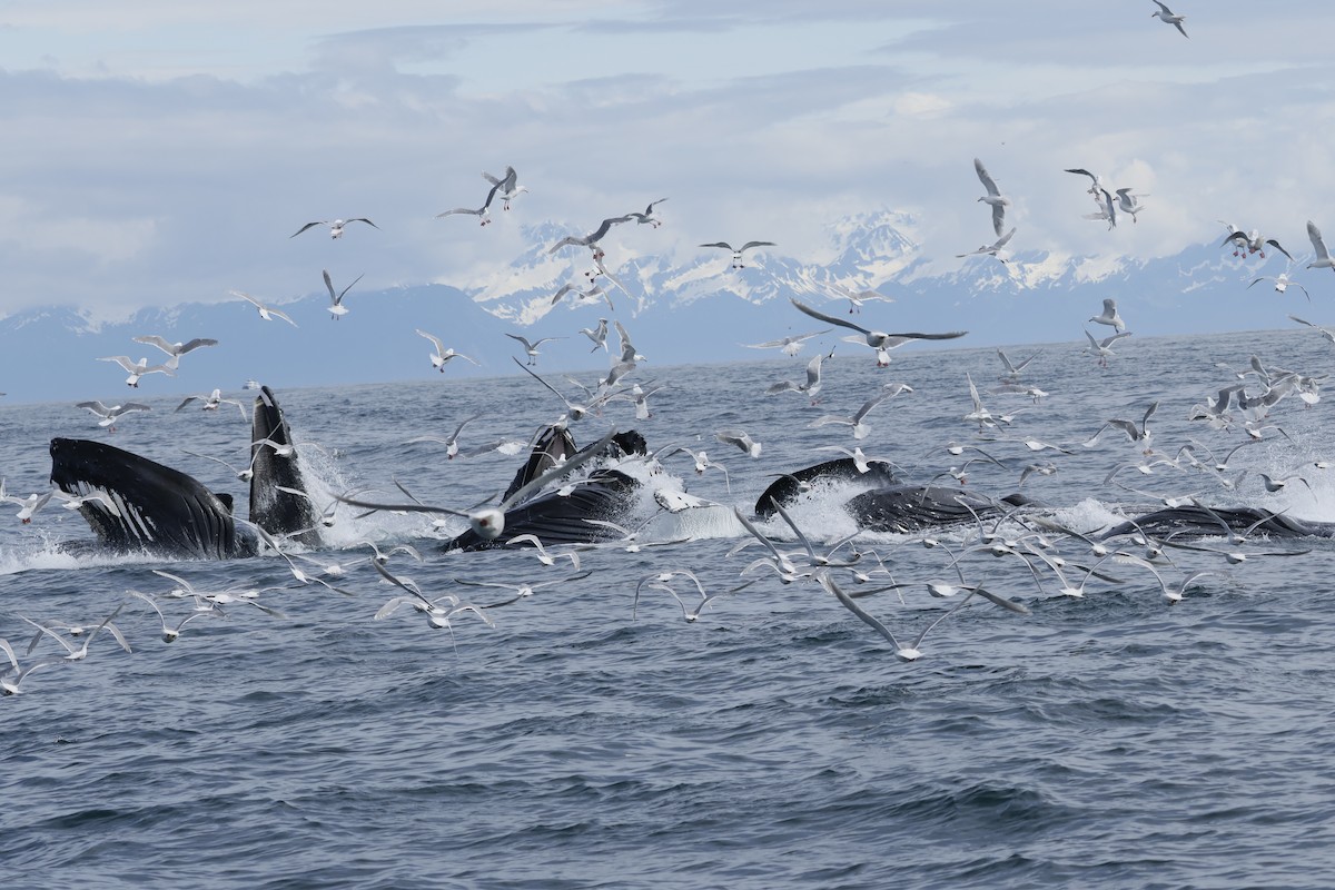 North Pacific Humpback Whale - ML638855233
