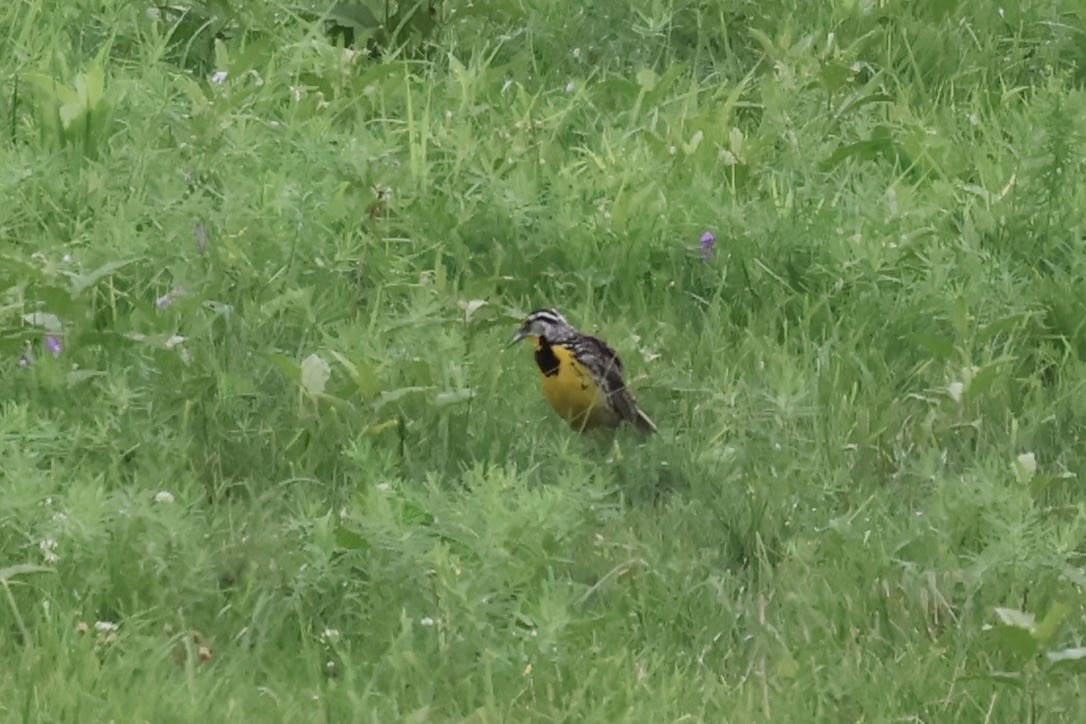 Eastern Meadowlark - ML638855235