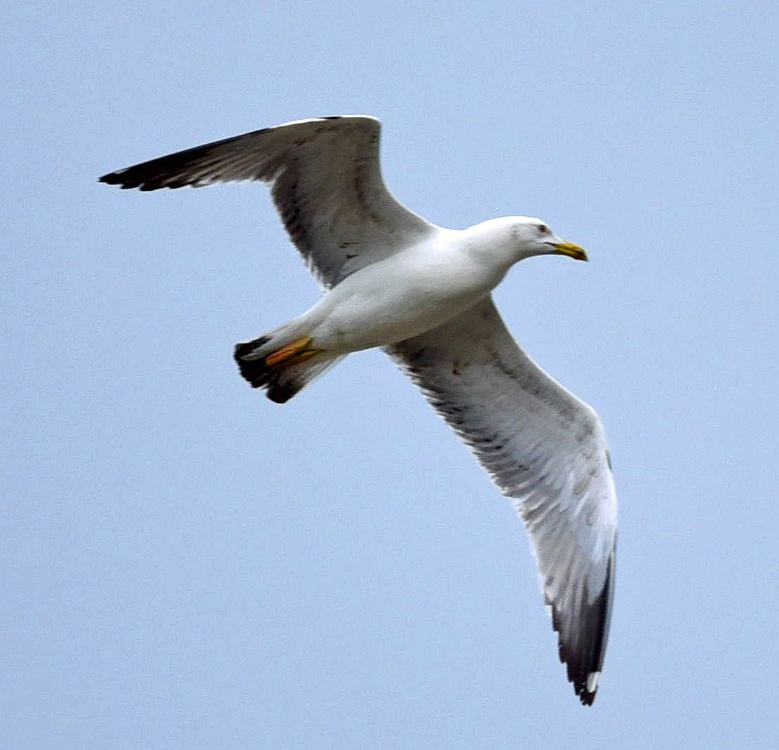 Yellow-legged Gull - ML638855260