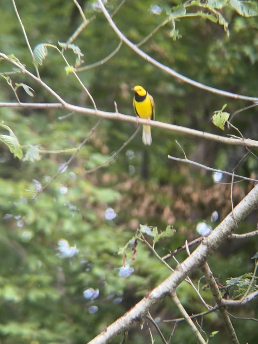 Hooded Warbler - ML638855273