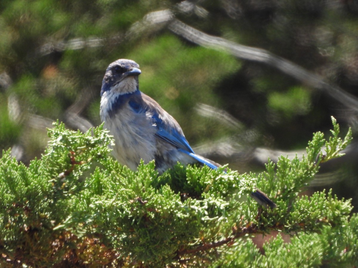 California Scrub-Jay - ML638855274