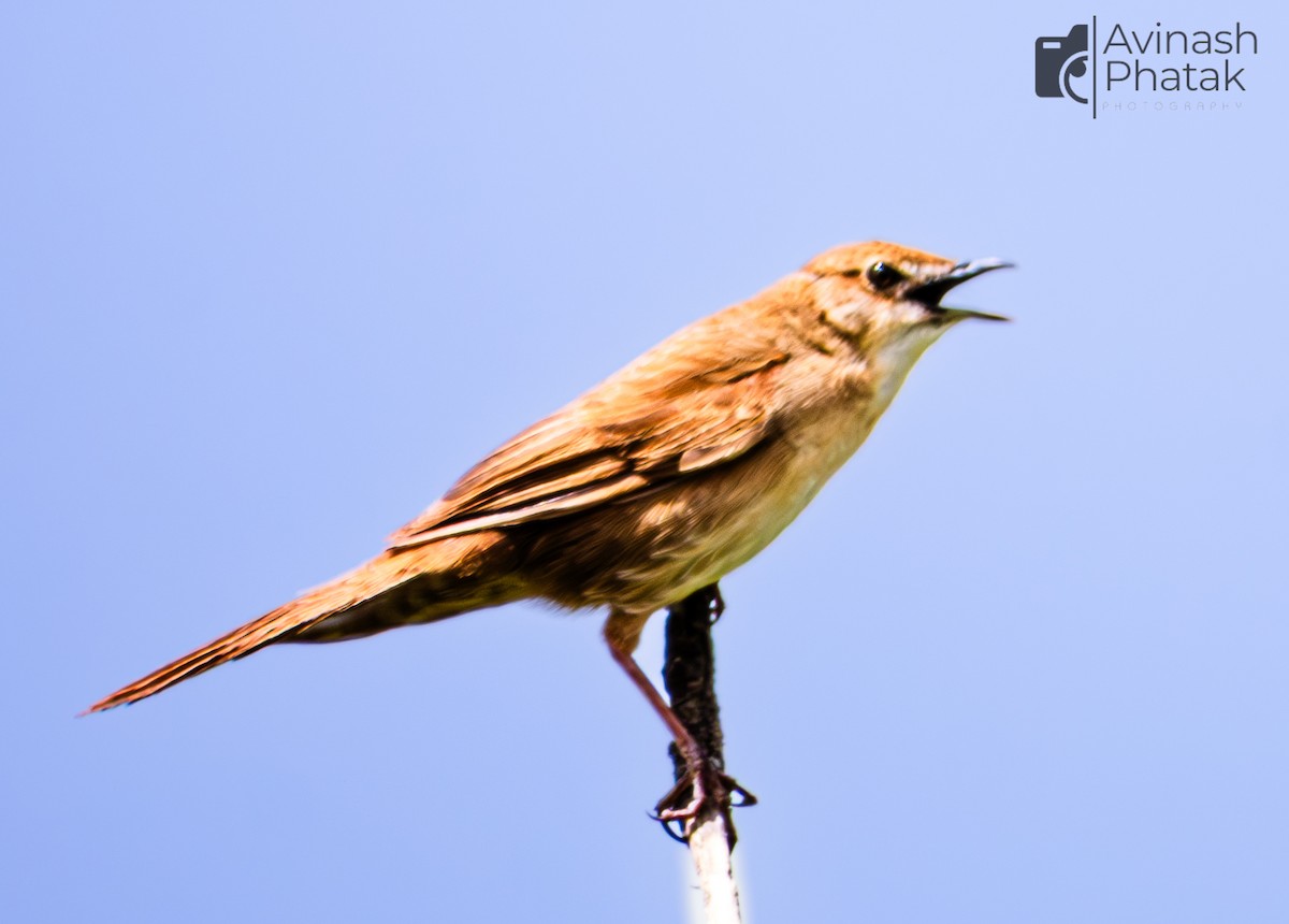 Broad-tailed Grassbird - ML638855275