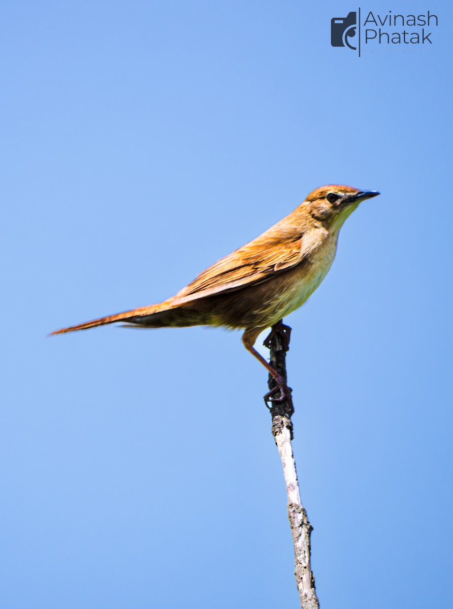 Broad-tailed Grassbird - ML638855276