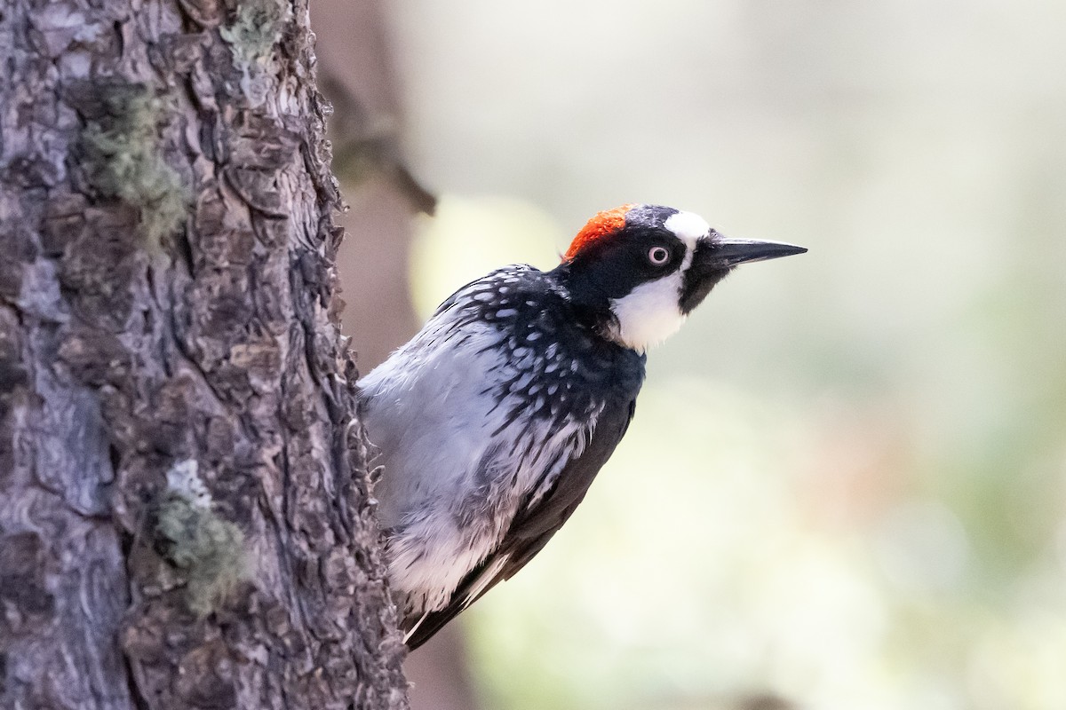 Acorn Woodpecker - ML638855277