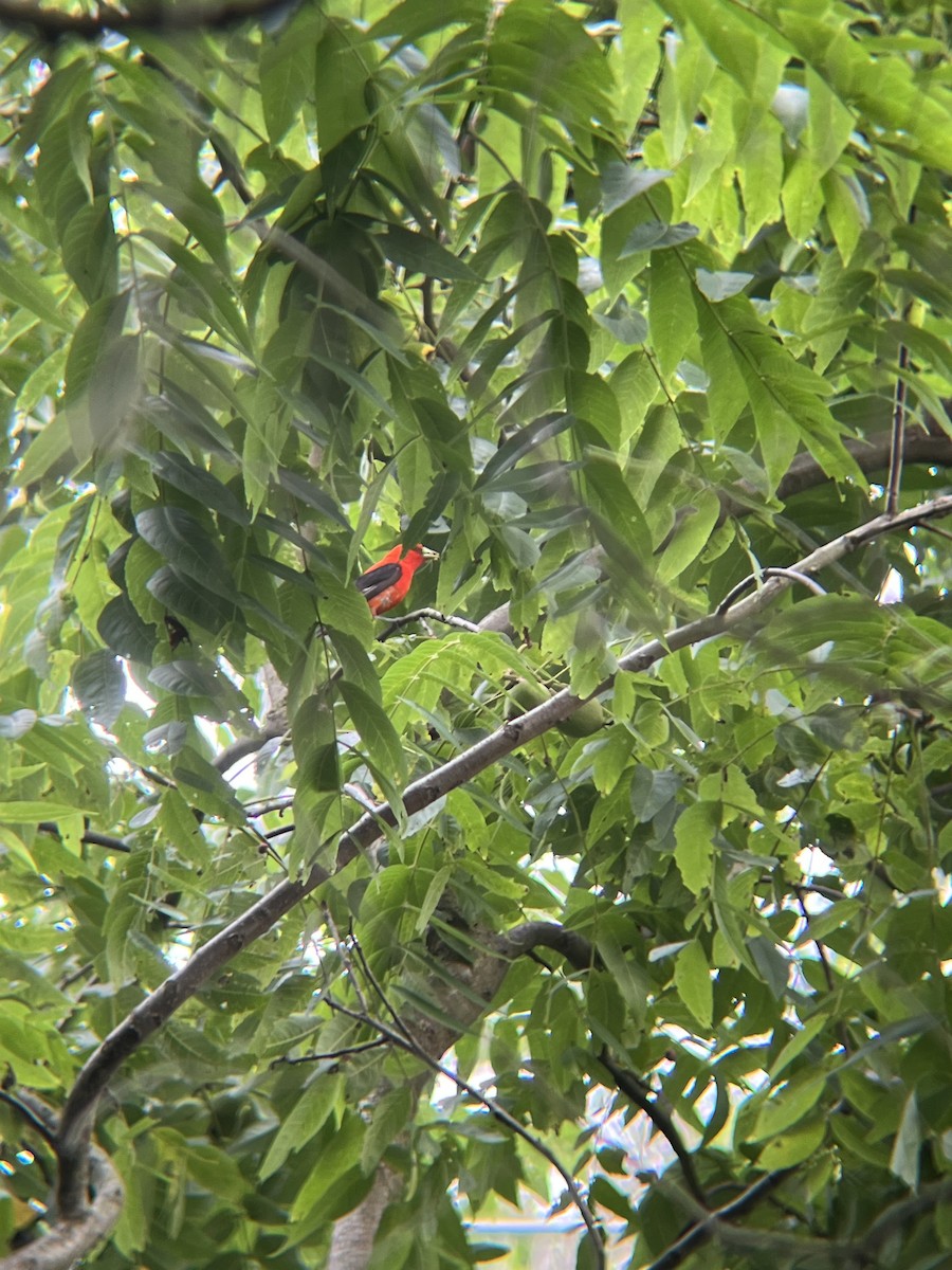 Scarlet Tanager - ML638855278