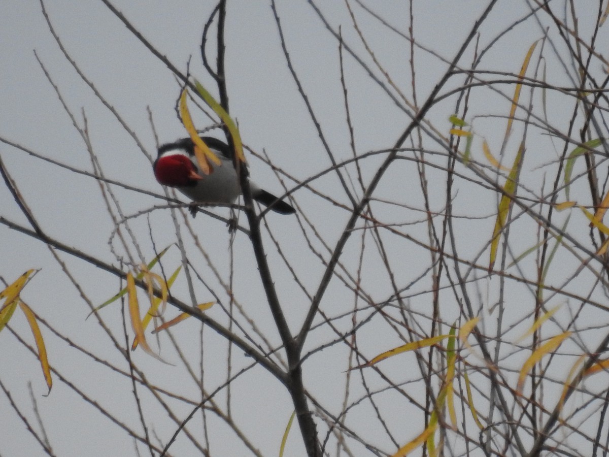 Yellow-billed Cardinal - ML638855283