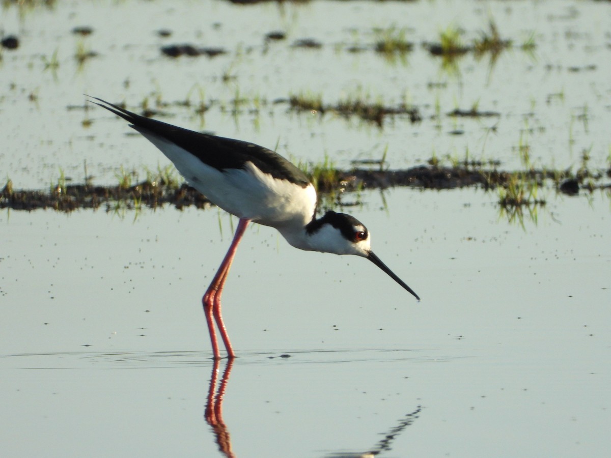 Black-necked Stilt - ML638855284