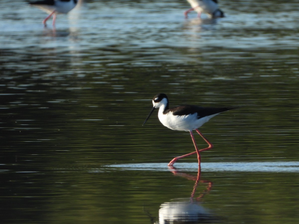 Black-necked Stilt - ML638855285