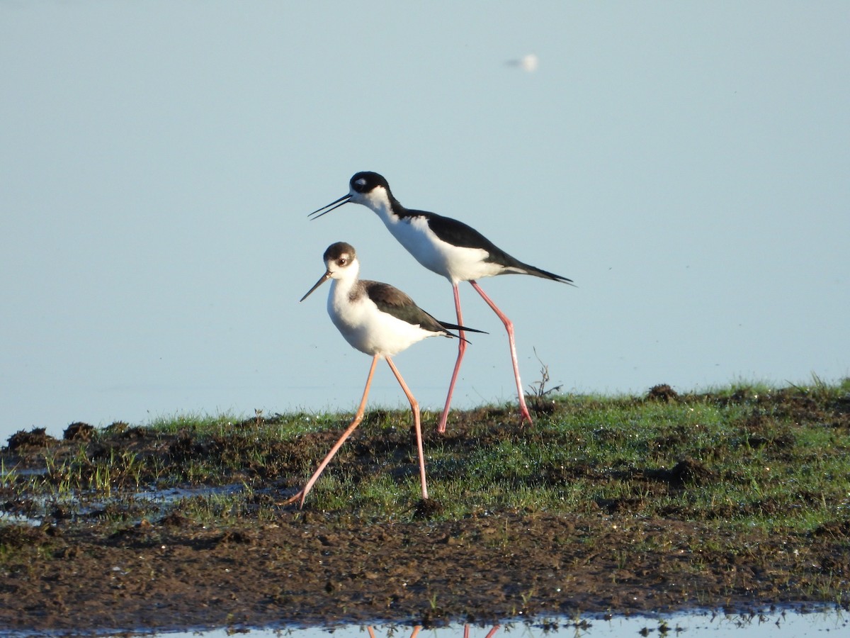 Black-necked Stilt - ML638855286