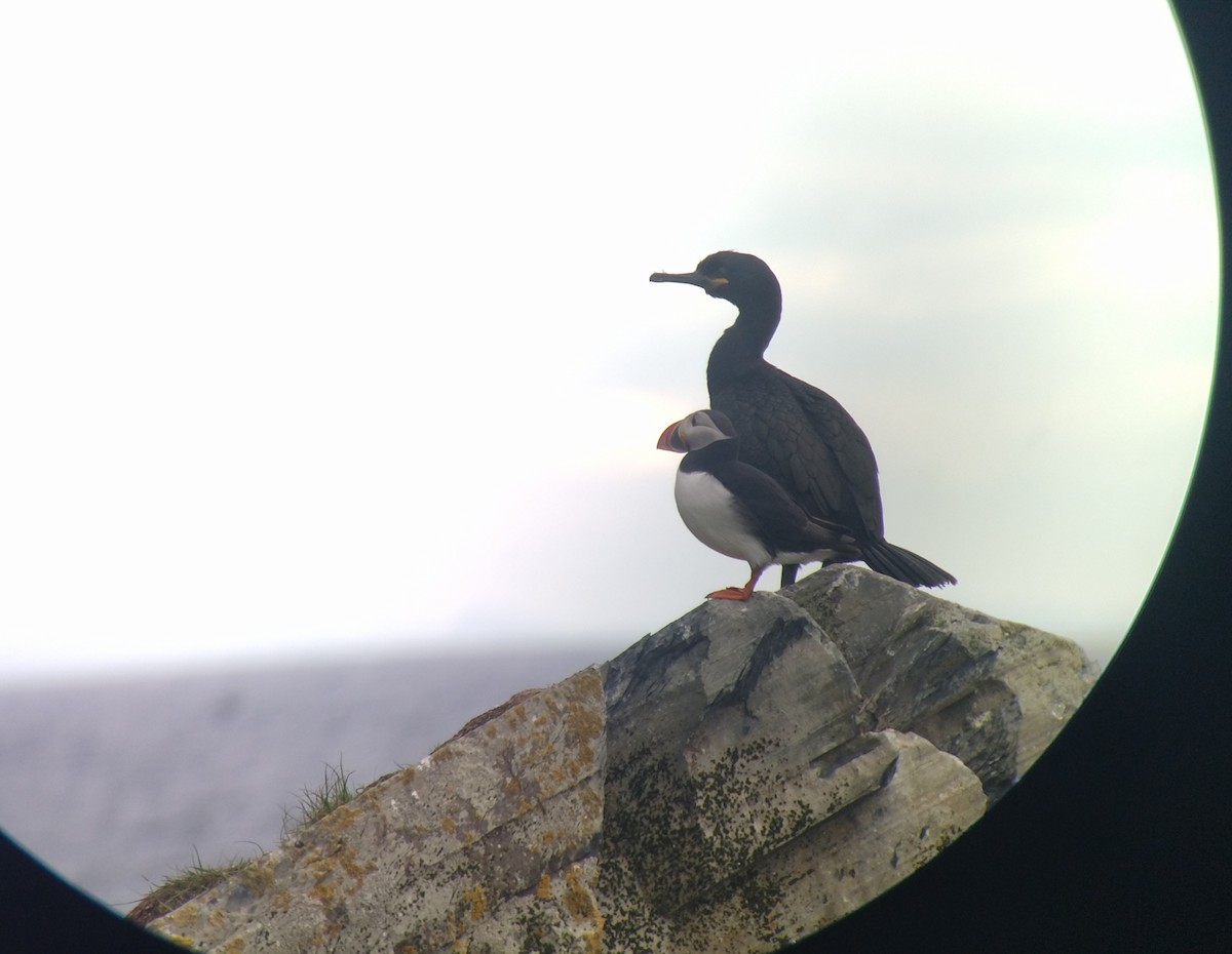 European Shag - ML638855288