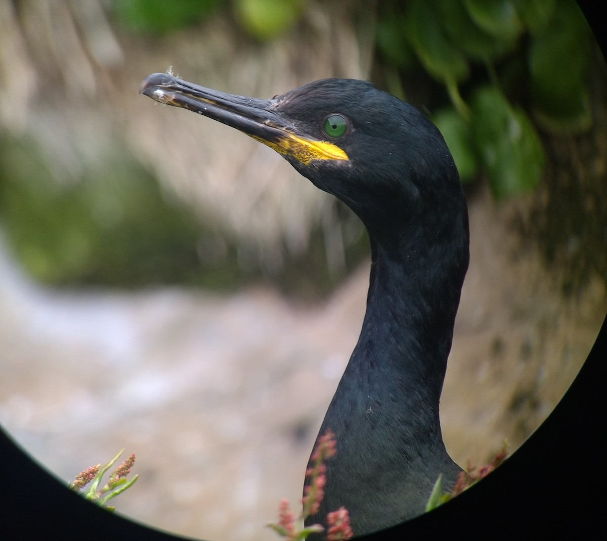 European Shag - ML638855289