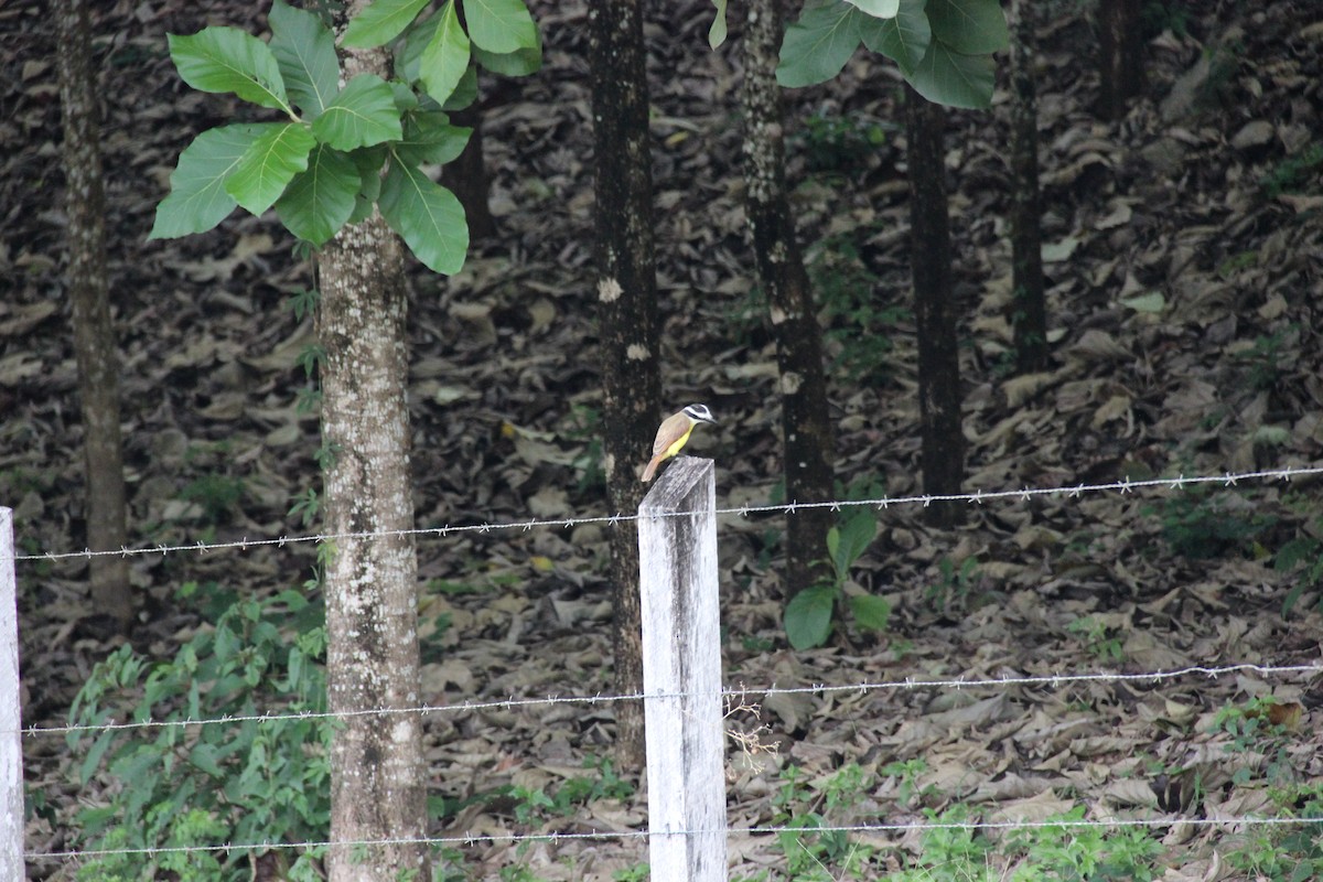 Great Kiskadee - ML638855293
