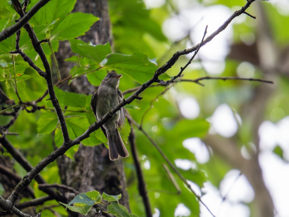 Eastern Wood-Pewee - ML638855294