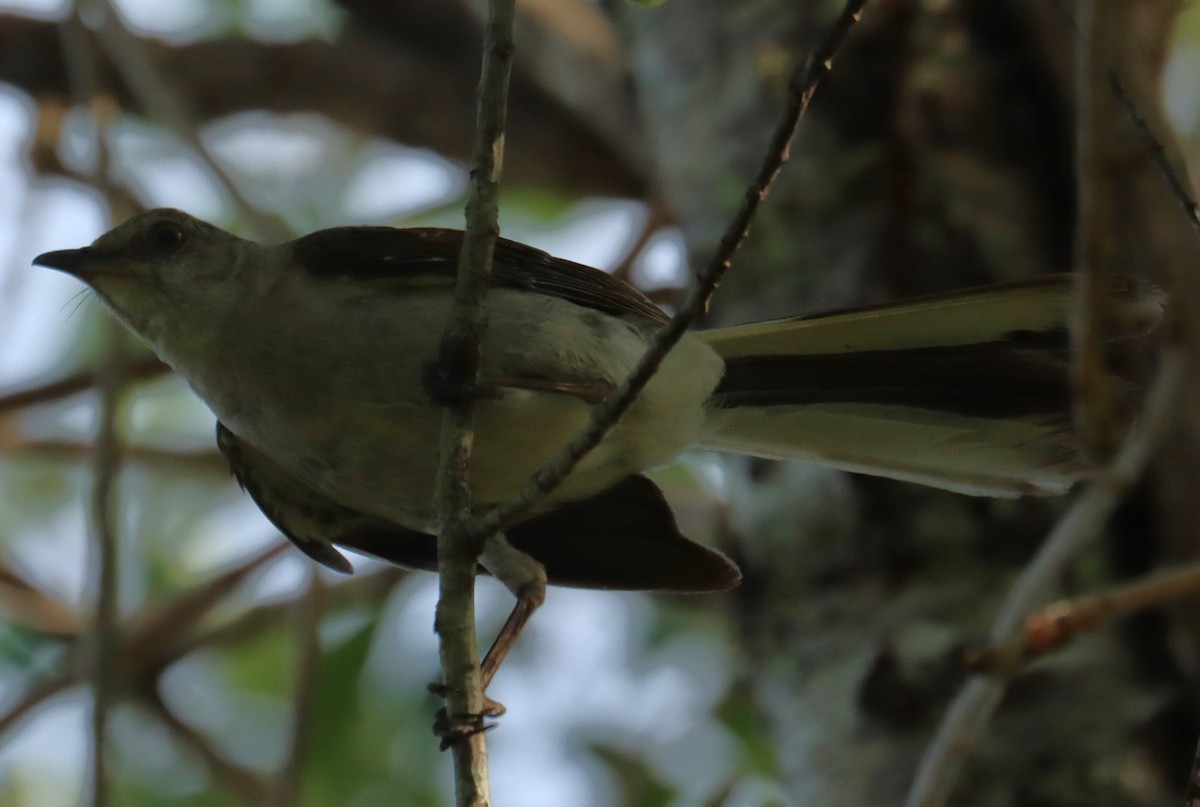 Northern Mockingbird - ML638855296
