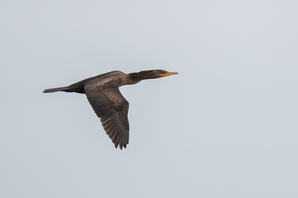 Double-crested Cormorant - ML638855298