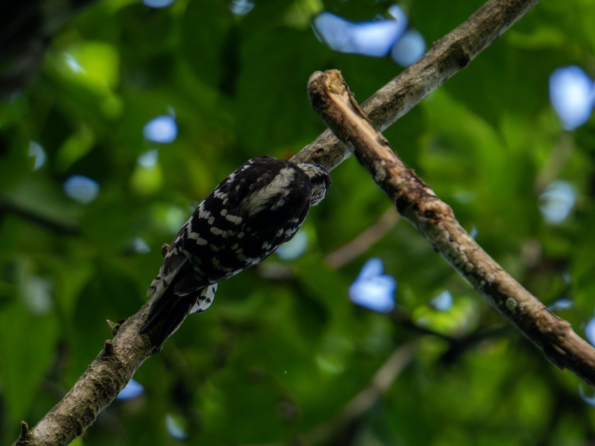 Downy Woodpecker - ML638855299