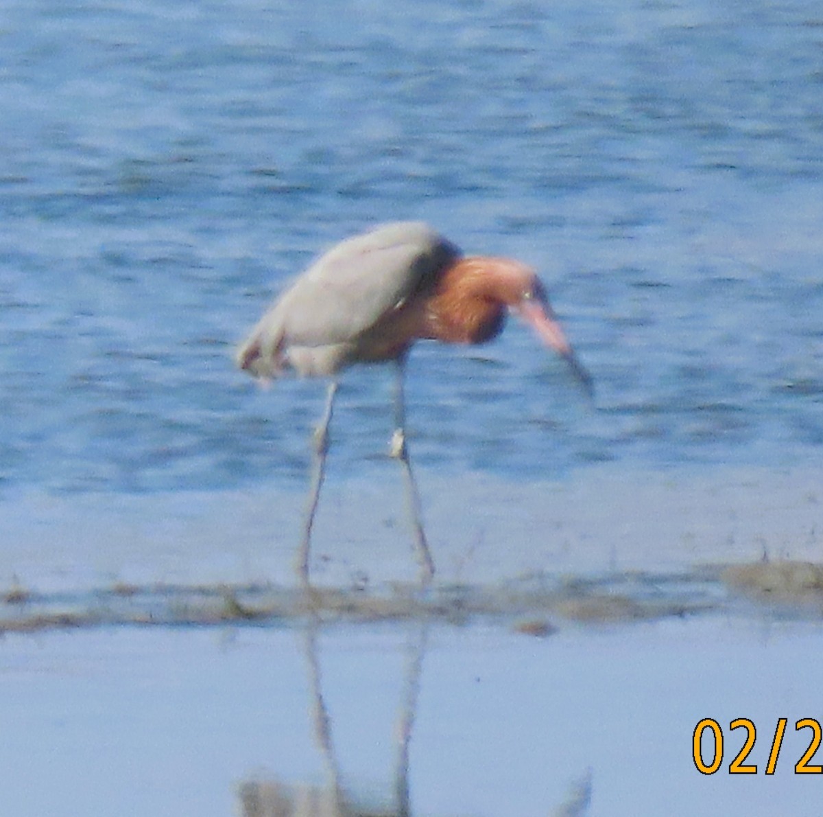 Reddish Egret - ML638855302