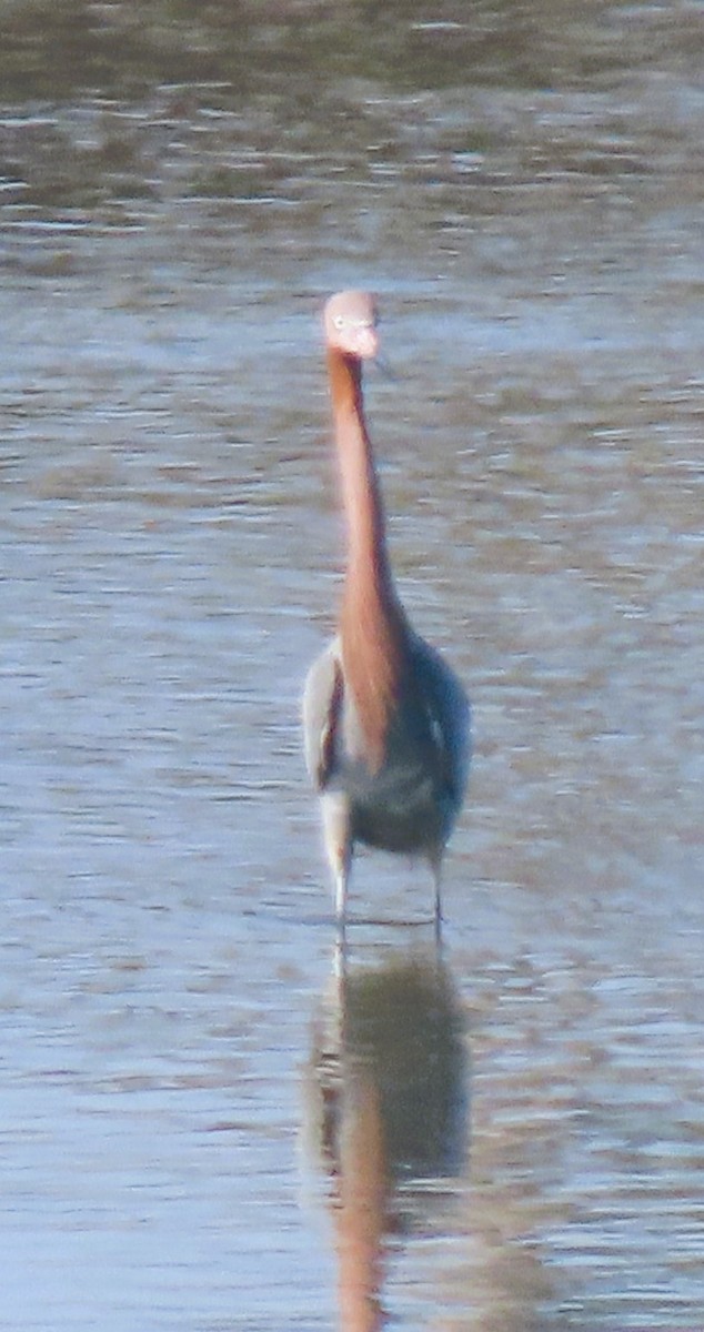 Reddish Egret - ML638855305