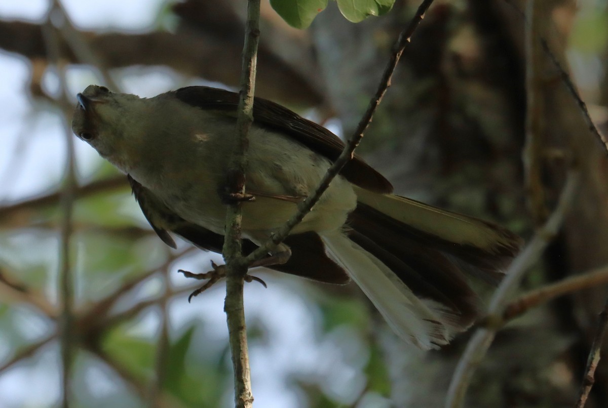 Northern Mockingbird - ML638855308