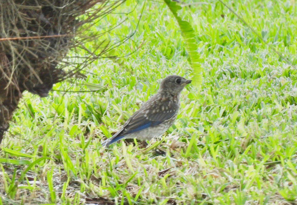 Eastern Bluebird - ML638855315