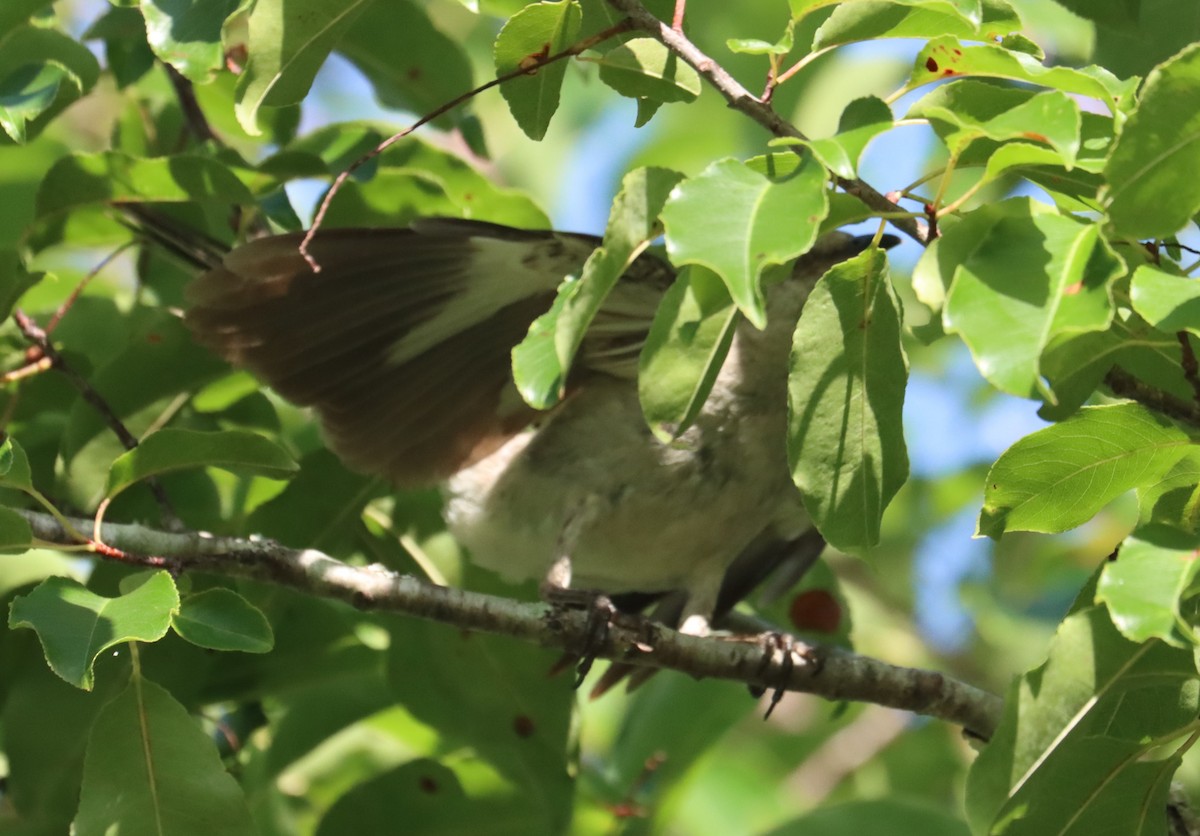 Northern Mockingbird - ML638855316