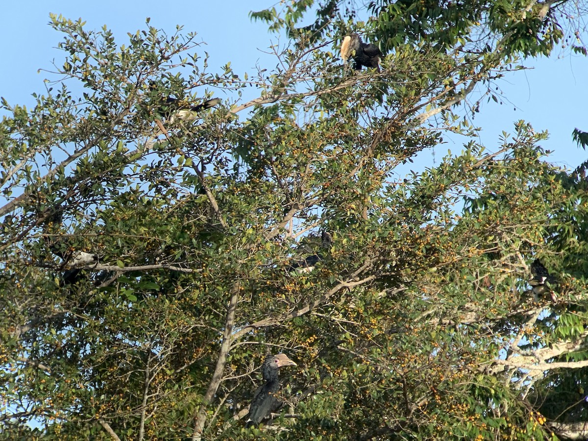 Silvery-cheeked Hornbill - ML638855345