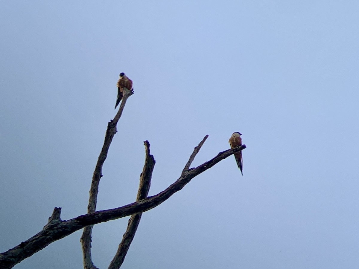 Mosque Swallow - ML638855382