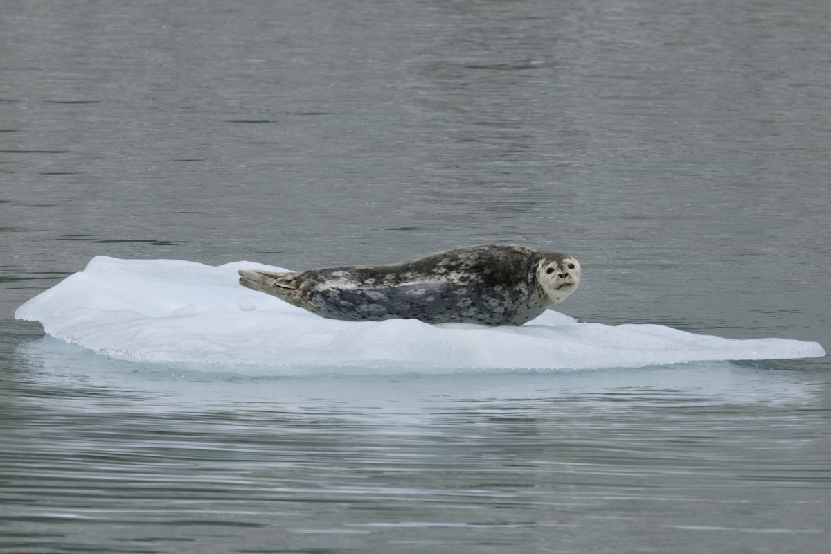 Harbor Seal - ML638855398
