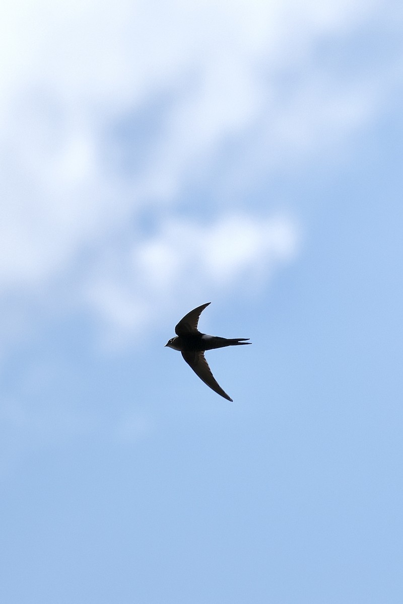 Pacific Swift - ML638855399