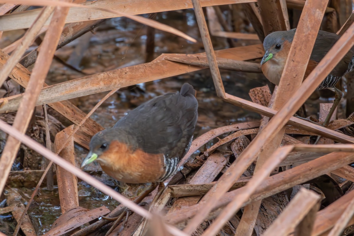 ノドジロコビトクイナ - ML638855401