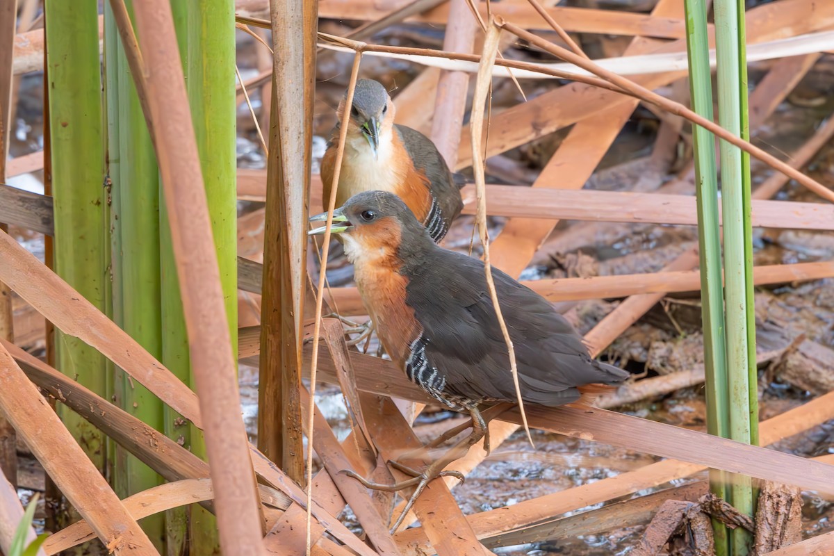 ノドジロコビトクイナ - ML638855403